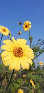 Yellow daisies under a bright blue sky with a bee flying.