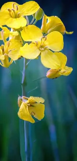 Yellow flower on green background mobile wallpaper.