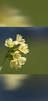 Delicate yellow flowers against a green blurred background.