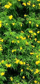 Vibrant green foliage with bright yellow flowers.