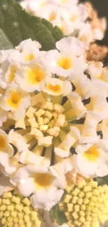 Close-up of yellow blossoms on green leaves, perfect phone wallpaper.