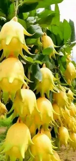 Vibrant yellow flowers cascading among green leaves in a nature scene.