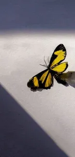 Yellow and black butterfly in shadow.