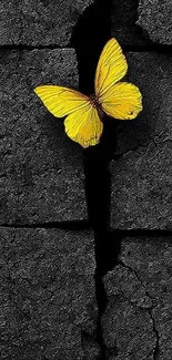 Yellow butterfly on a cracked dark wall background.