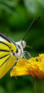 Yellow butterfly on a vibrant yellow flower in a lush green background.