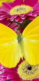 Yellow butterfly perched on pink flowers.