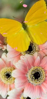 Yellow butterfly rests on pink daisy flowers, a stunning nature wallpaper.