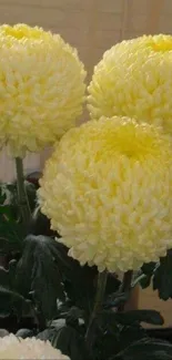 Yellow chrysanthemums in full bloom with green leaves.