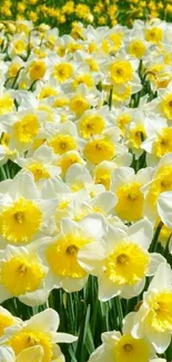 A field of yellow daffodils for mobile wallpaper.