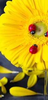 Yellow daisy with three ladybugs crawling on it.