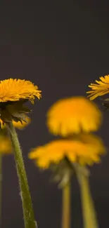 Vibrant yellow dandelions against a muted backdrop for mobile wallpaper.