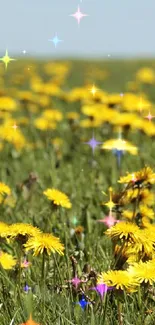 A field of yellow dandelions under a clear blue sky.