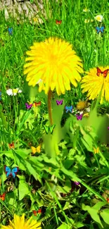 Yellow dandelions with colorful butterflies in lush green grass.