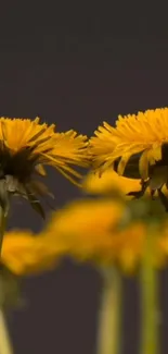 Vibrant yellow dandelions on a dark backdrop