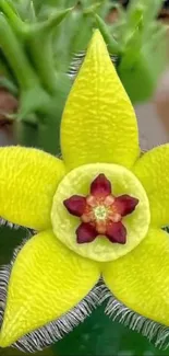 Close-up of a vibrant yellow flower with red center.