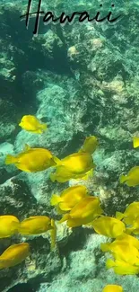 Yellow fish swimming over coral in Hawaii.