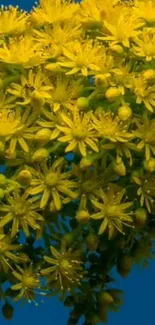 Bright yellow flowers on a mobile wallpaper.