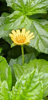 Bright yellow flower amidst lush green leaves.