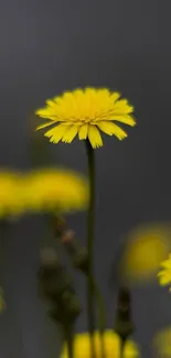 Yellow flower in focus with soft blurred background.