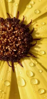 Close-up of a yellow flower with water droplets.