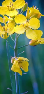 Yellow flowers in focus against a backdrop of lush green grass.