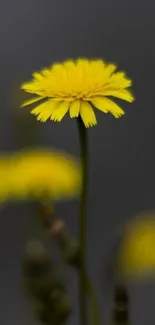 Yellow flower with dark background, ideal for mobile wallpaper.