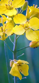 Yellow flower in a serene green field with a blue background.