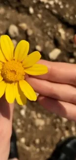 Close-up of a yellow flower being held gently in hand.