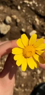 Yellow daisy held by hands with earthy background.