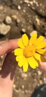 Yellow daisy held in hands against earthy background.