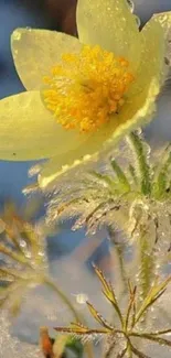 Beautiful yellow flower growing through snow with morning light.