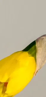 Minimalist wallpaper featuring a yellow daffodil bud against a light gray background.