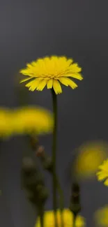 Minimalist wallpaper with yellow flower on dark background for mobile.