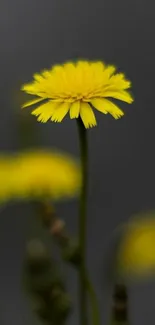 Vibrant yellow flower with dark blurred background.