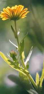 Close-up of a yellow flower with green leaves and a blurred background.