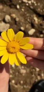 Close-up of a yellow flower held against earthy background.