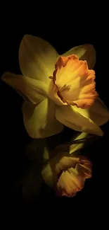 Yellow daffodil with reflection on a black background.