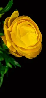 Yellow flower against a black background, showcasing vibrant petals.