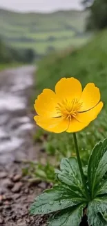 Yellow flower on a countryside path with greenery.