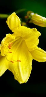 A vibrant yellow flower on a dark background mobile wallpaper.