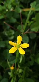 Yellow flower surrounded by green leaves in nature.