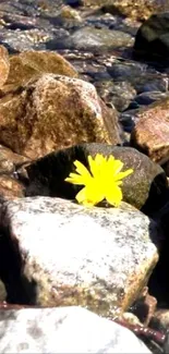 Yellow flower on rocks in serene setting.