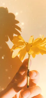 Hand holding a yellow flower casting a shadow.