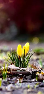 Vibrant yellow flower in spring setting on phone wallpaper.