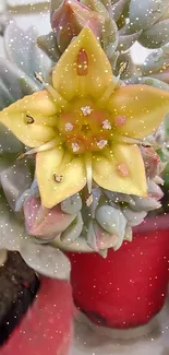 Close-up of a yellow flower on a succulent plant with red pot background.