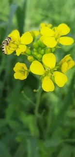 Yellow flower with bee on green leafy background.