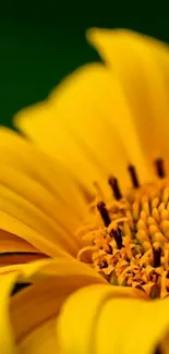 Close-up of a yellow flower with a small bug perched on a petal.