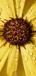 Close-up of a yellow flower with dew drops on petals.