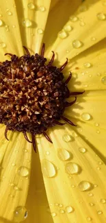 Close-up of a yellow flower with dew drops on its petals.