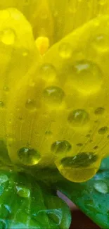 Close-up of a yellow flower with dewdrops glistening on its petals.